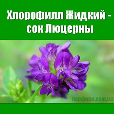 Хлорофіл: дія, дослідження, який краще