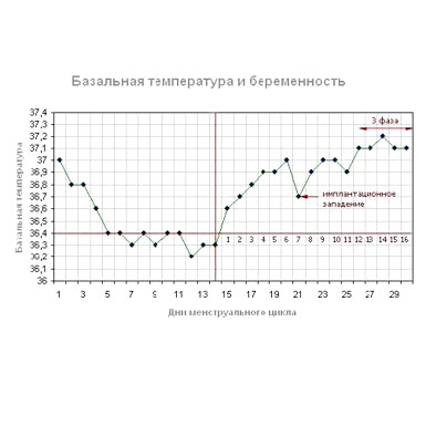 Базальная температура картинка Базальная температура изображение