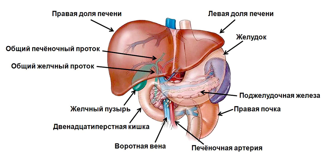 Програма оздоровлення печінки зображення