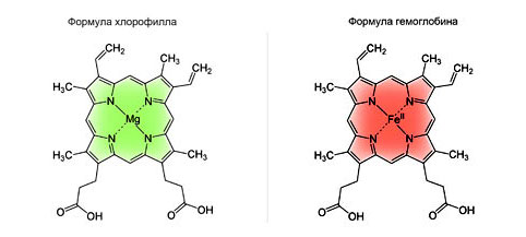 Формула Хлорофілу та гемоглобіну картинка